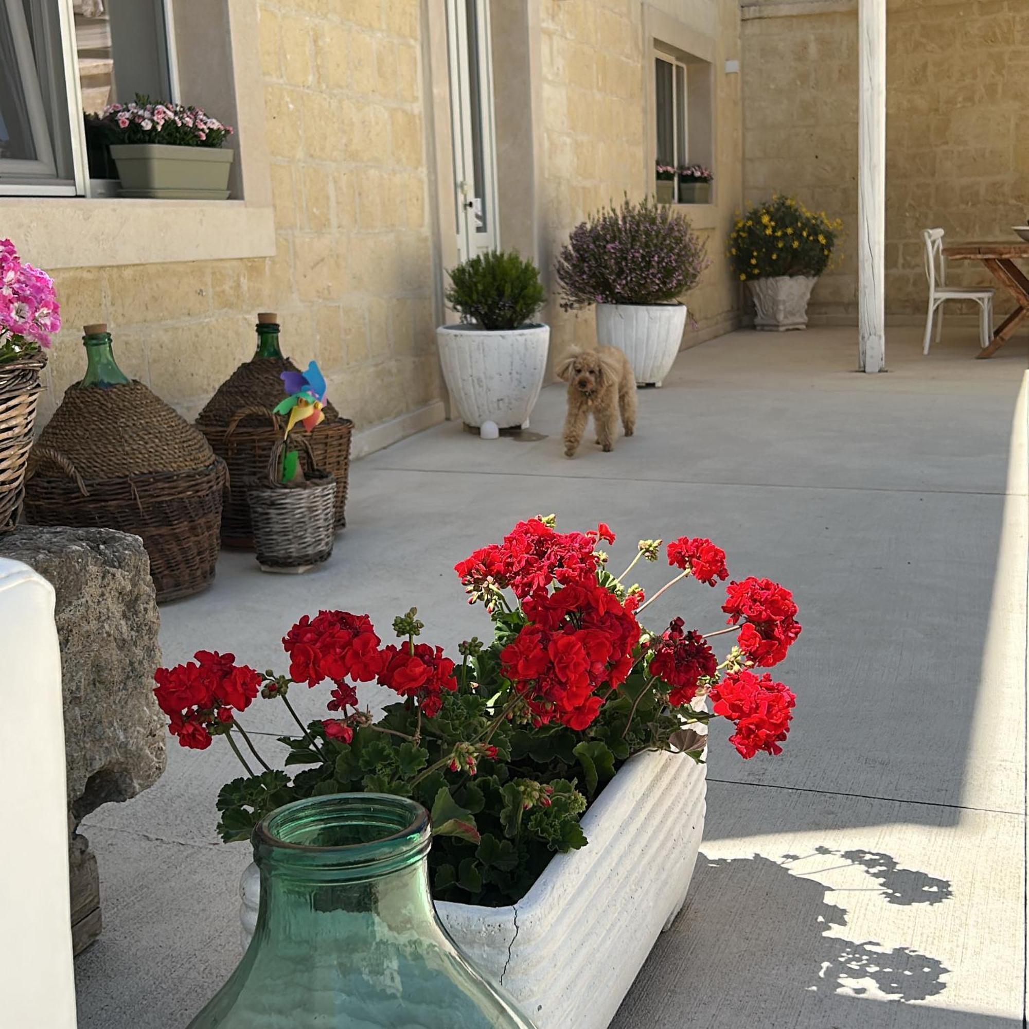 Masseria Spiga Gravina in Puglia Extérieur photo